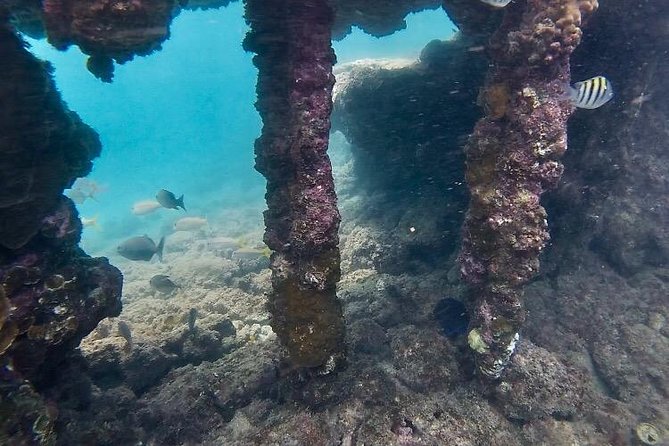 Snorkeling in Paradise - Videos Included - Price and Parking: Getting the Best Value at $41.65