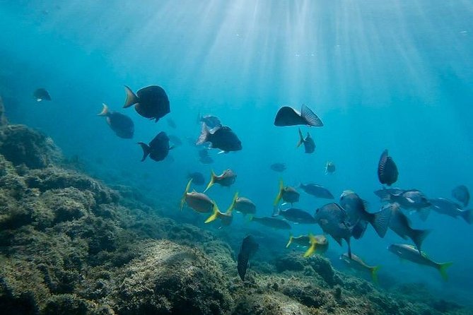 Snorkeling in Paradise - Videos Included - Who Should Book This Snorkel Tour (and Who Might Want a Different Plan)