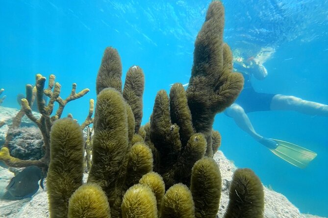 Snorkeling & Kayak Eco-Adventure in Puerto Rico - Key Points Worth Noting