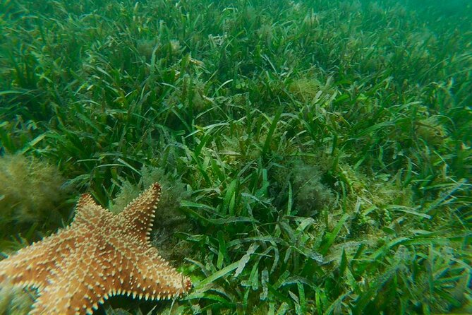 Snorkeling & Kayak Eco-Adventure in Puerto Rico - Guides, Safety Talks, and the Ecosystem Lesson You’ll Actually Use