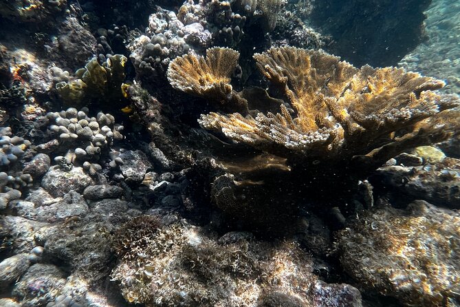 Snorkeling & Kayak Eco-Adventure in Puerto Rico - Price and Value for a $69 Kayak + Snorkel Day