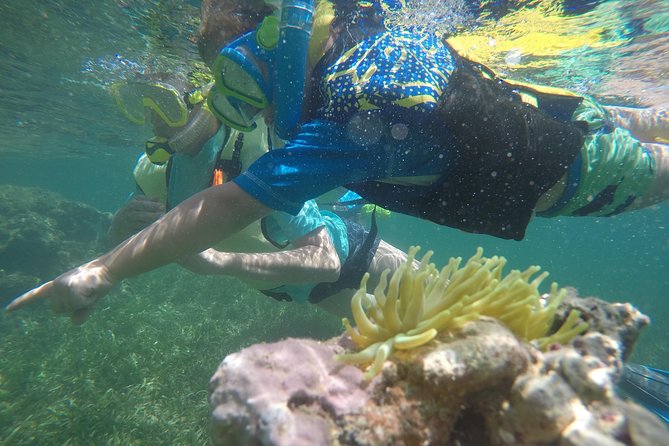Snorkeling & Kayak Eco-Adventure in Puerto Rico - Paddling Las Cabezas de San Juan Natural Reserve: What You See From the Kayak