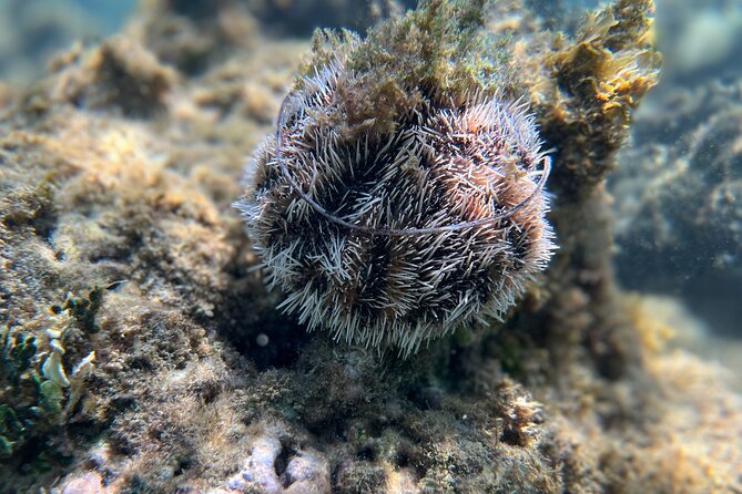 Snorkeling Lesson & Interactive Experience for Kids and Adults - Gear, Snacks, and the Bonus Time Until 4:30 PM