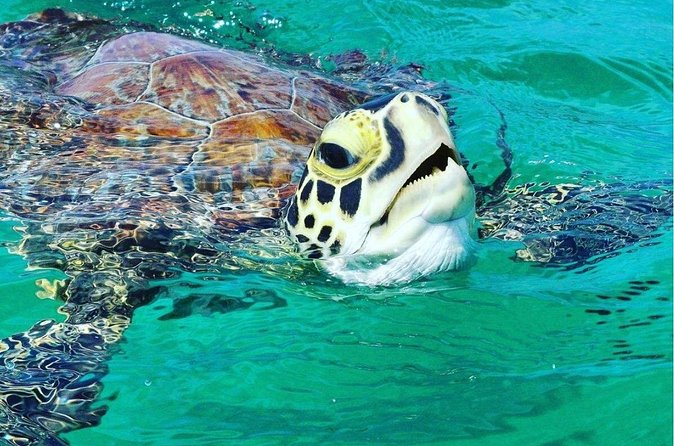 Snorkeling Tour to Vieques Island only 30 minutes away! - Who should book this Vieques snorkeling tour (and who should skip)