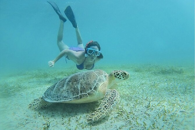 Snorkeling Tour to Vieques Island only 30 minutes away! - Snorkeling around Vieques: reefs, turtles, and what you might spot