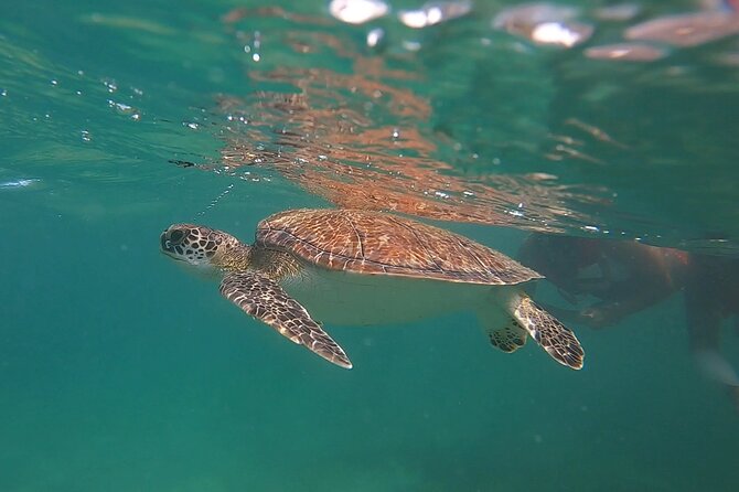 VIP San Juan: Snorkeling Tour with Turtles with Free Videos - Shore-to-reef snorkeling in San Juan, not a boat trip