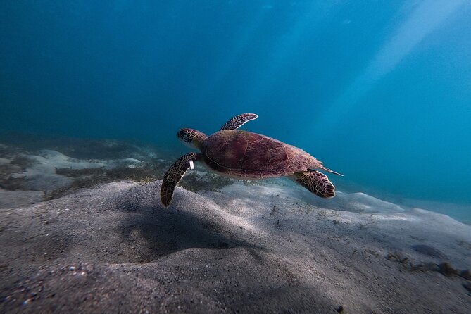 VIP San Juan: Snorkeling Tour with Turtles with Free Videos - Marine life you can reasonably expect in the bay