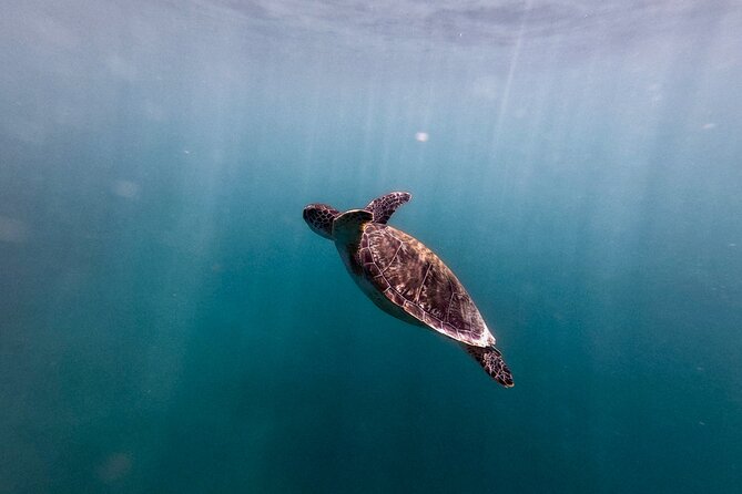 VIP San Juan: Snorkeling Tour with Turtles with Free Videos - What to bring (and what to skip)